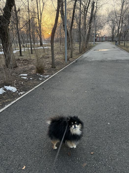 Вязка померанский шпиц кобель