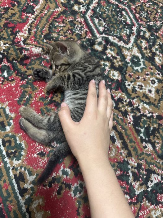 Отдам котенка мальчика