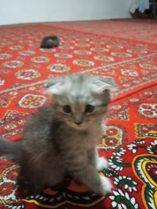 Шотландский мушуклар сотилади