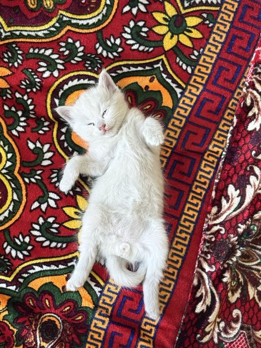 Котенок мальчик 3 недели