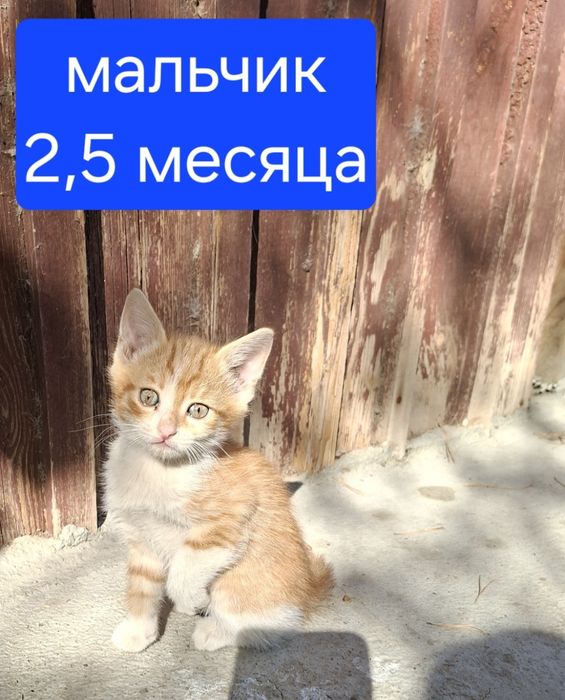 Котята в добрые руки