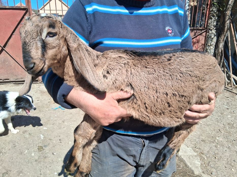 Țapișor de 2 luni de vânzare