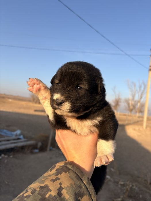 Продается щенок кангал