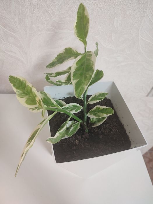 продам цветок педилантус