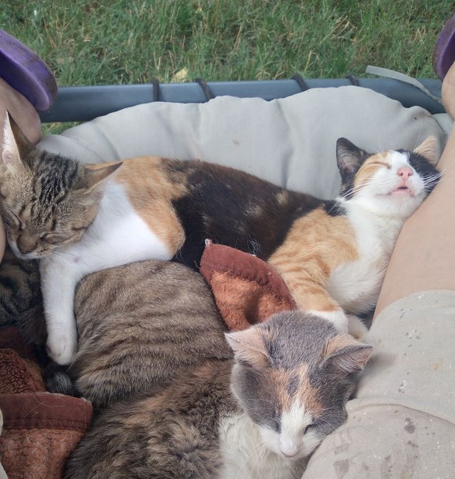 Pet sitter pet walker,Foster,cazare pisici ,căței.