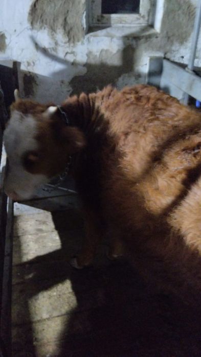 Продам подсос бычка