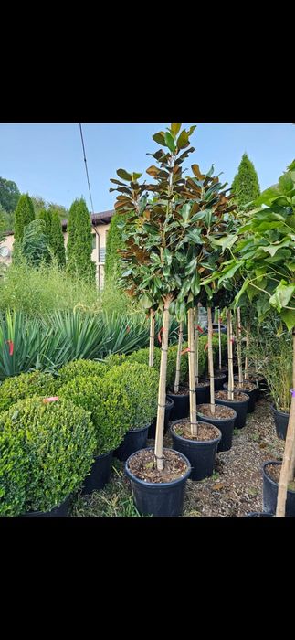 Vindem mesteacăn, salcie, grandiflora, leandru, salcâm