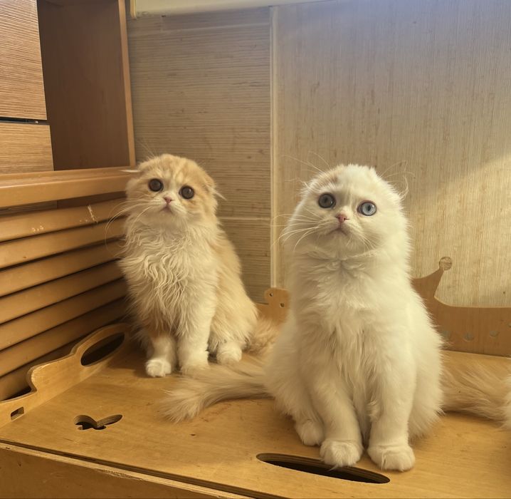 Шотландские девочки с разными глазами!