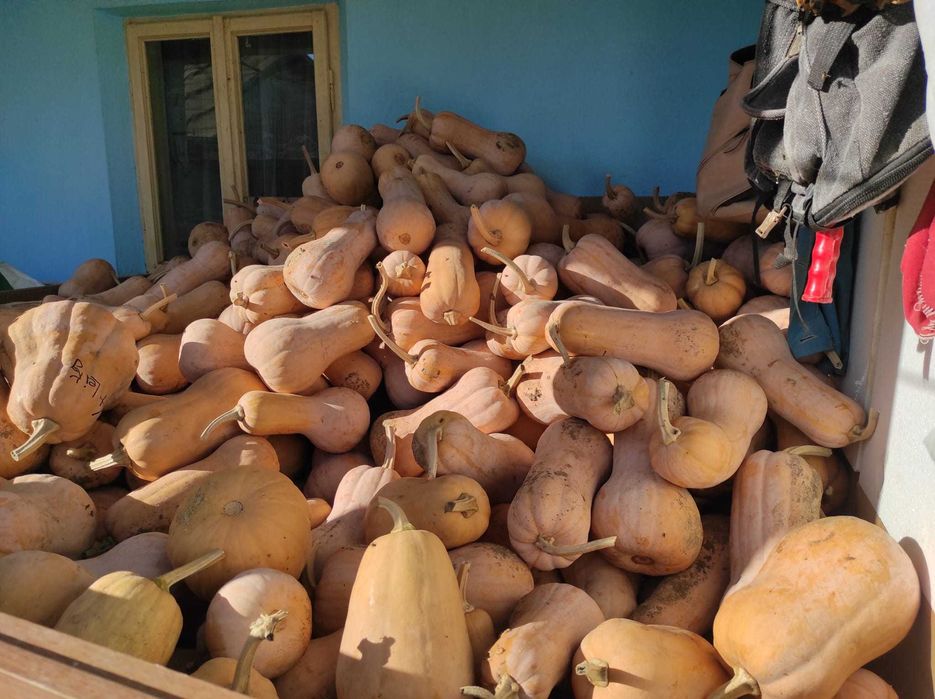 Vând dovleci plăcintari și turcești