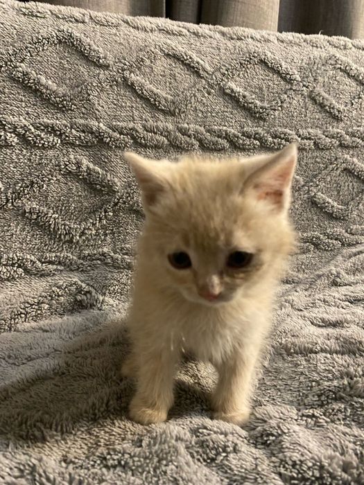 В добрые руки котики и кошечки