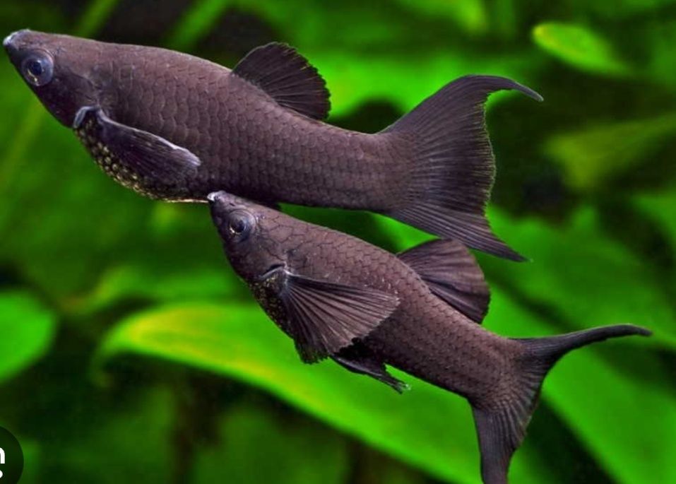 Продаётся молинезия черные лирохвост