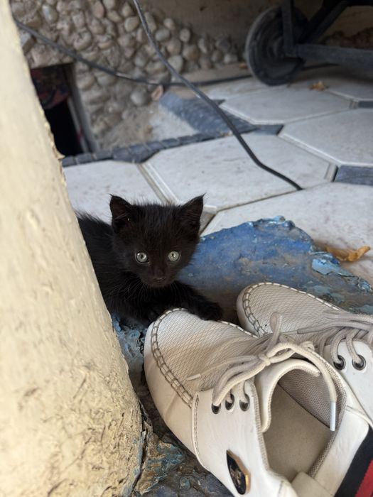 Отдам котят в хорошие руки