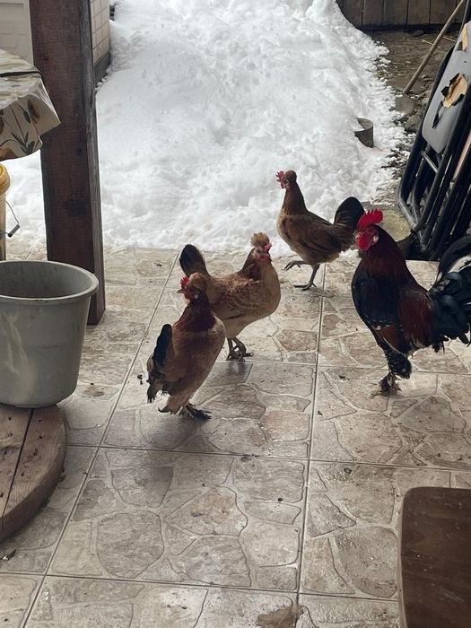 Vând găini și cocoși pitice