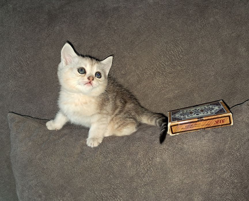 Шотландская прямоухая девочка