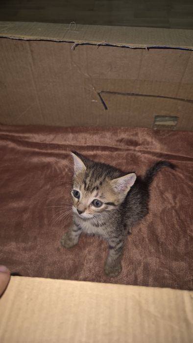 Отдадим котят в добрые руки !