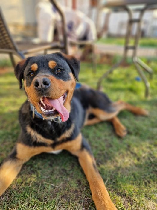 Подарявам ротвайлер на 1 годинка