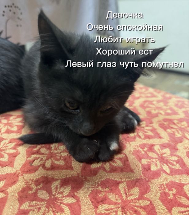 Котята 3 месячные