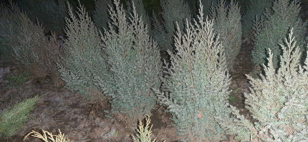 Продам сеянцы сорта СТРИКТА"