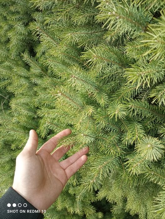 Продам Ёлку зелёную