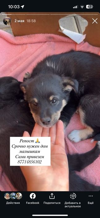 Отдам щенков, все девочки
