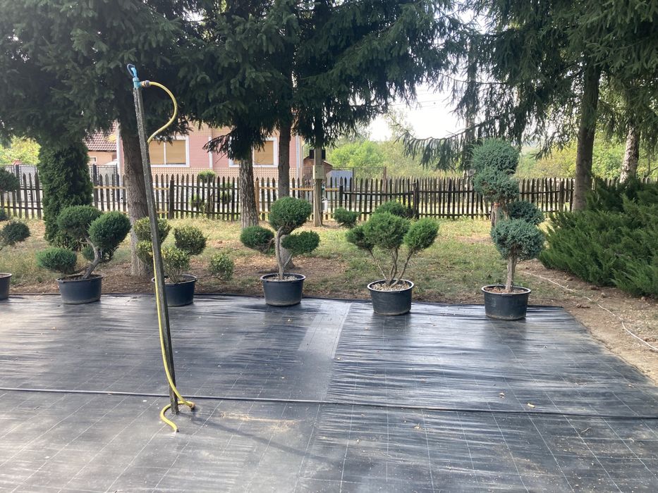 Tuia de vanzare Hunedoara