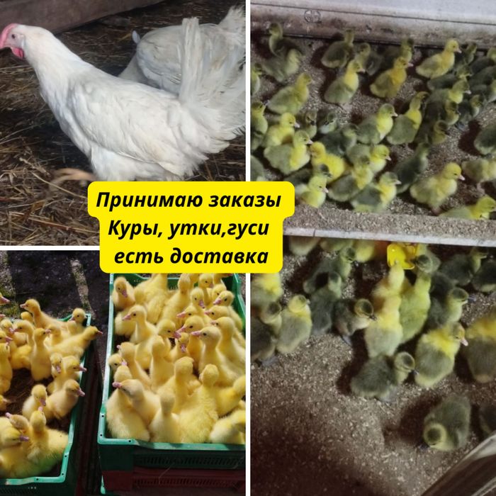 Куры, уточки , гусята, бройлера