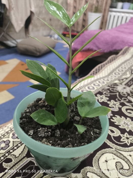 Долларовое дерево