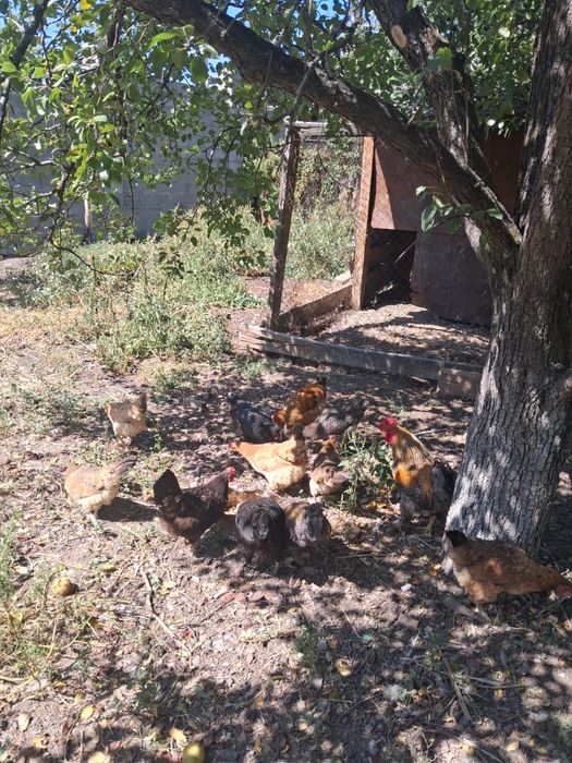 Продам домашних кур