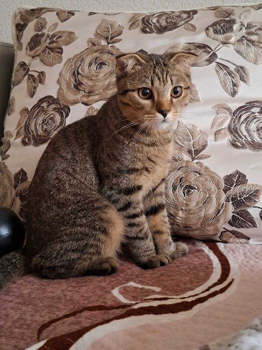 Скоттиш фолд тек жаксы карайтынга