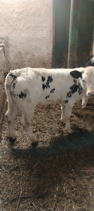 Vând doua femele albastru belgian