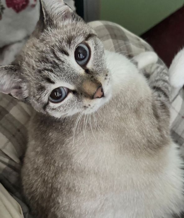 Отдам кошку даром