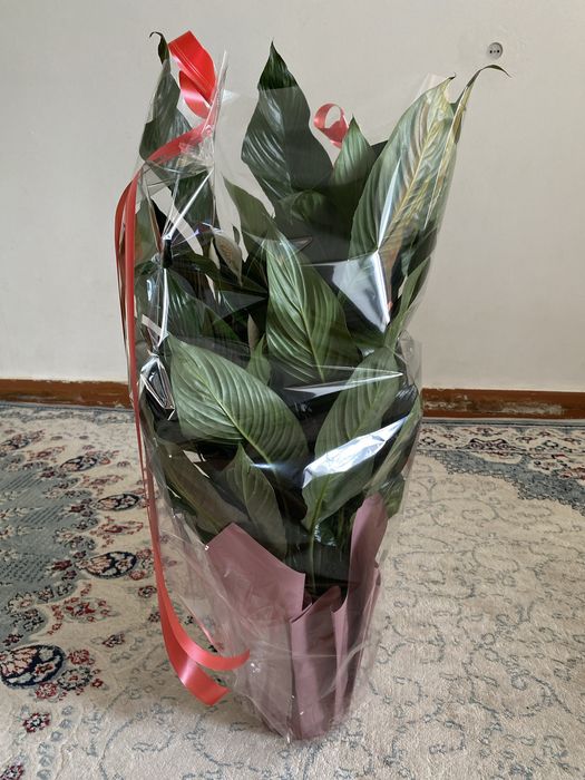 Женское счастье. Срочно