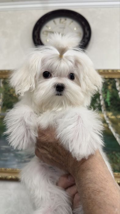 Мини девочка мальтезе беби фейс