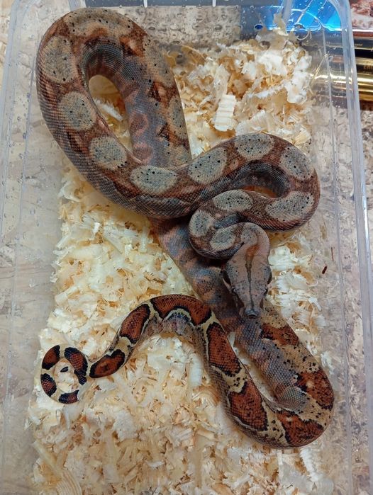 Императорские удавы продажа