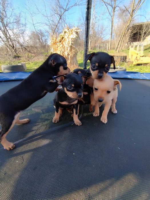 Малки пинчерчета