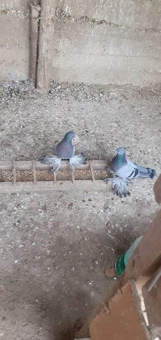 Голуби разные , прекрасные