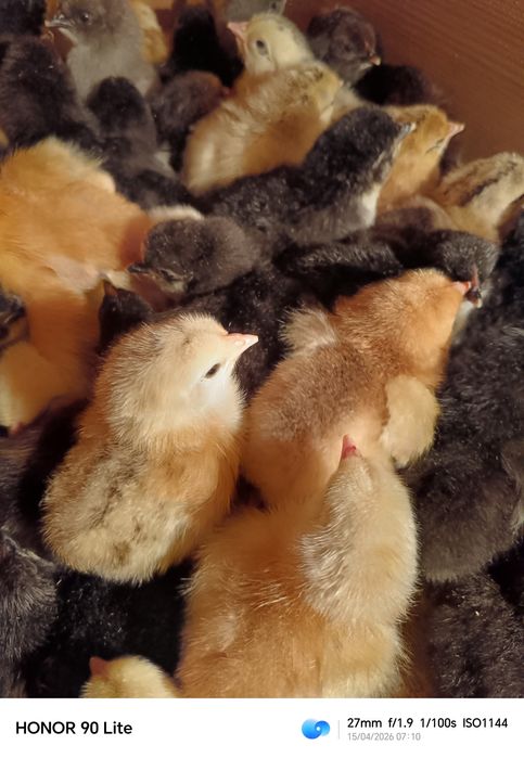 Цыплята домашние