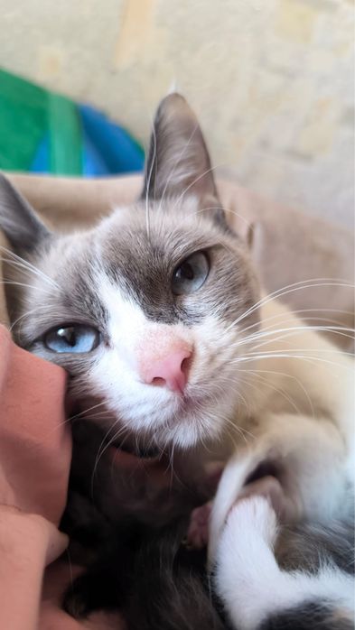 Сиамская кошка 1 год