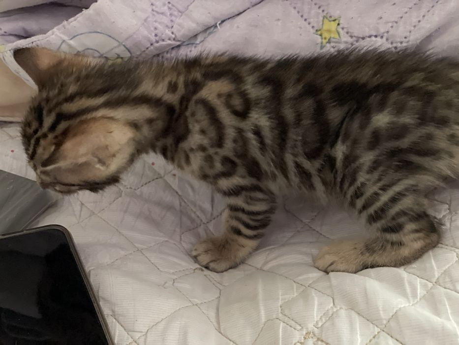 Бенгал, бенгальские котята