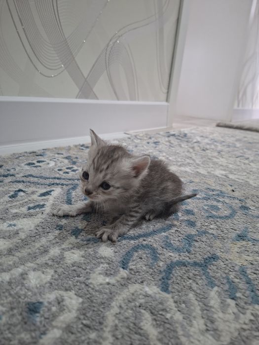 Продам британских котят