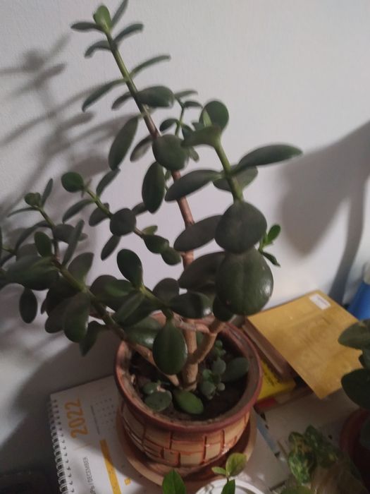 Цветы домашние. Много разных