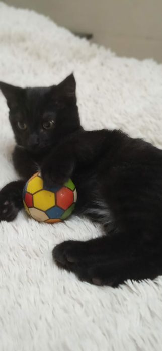 Котята симпатяги в добрые руки