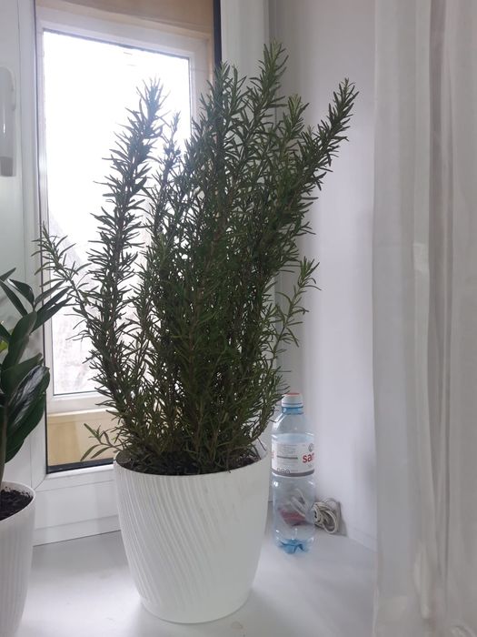 Розмарин  растение