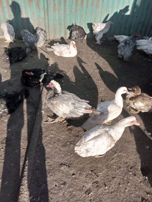 Продам молодых индоуток