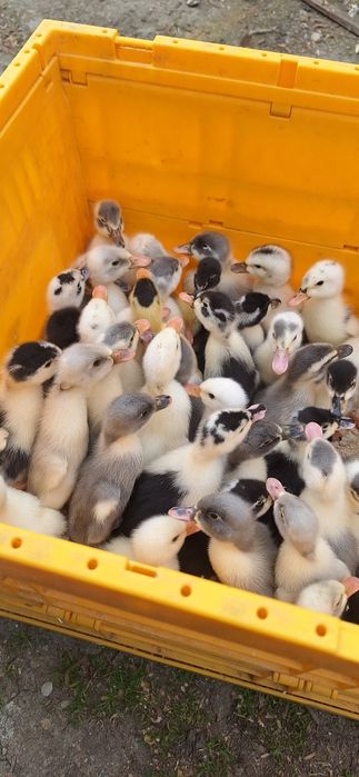 boboci rata romaneasca ,polare,lesesti