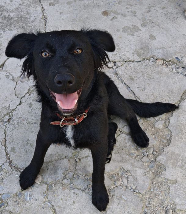 Oferim spre adoptie catelus 5 luni