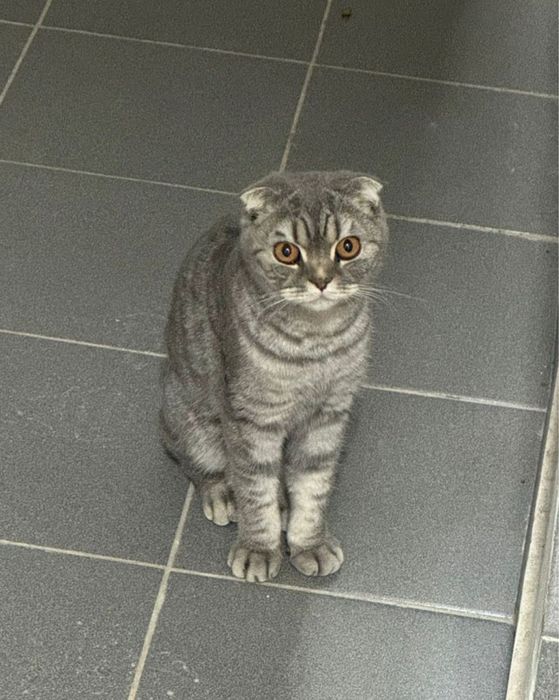 Найдена кошка. Породистая. Британская вислоухая.