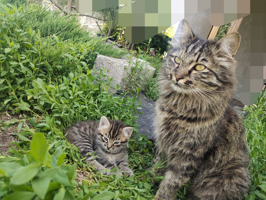 Котята сибирской кошки