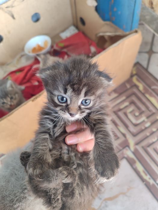 Отдаю котят в добрые руки