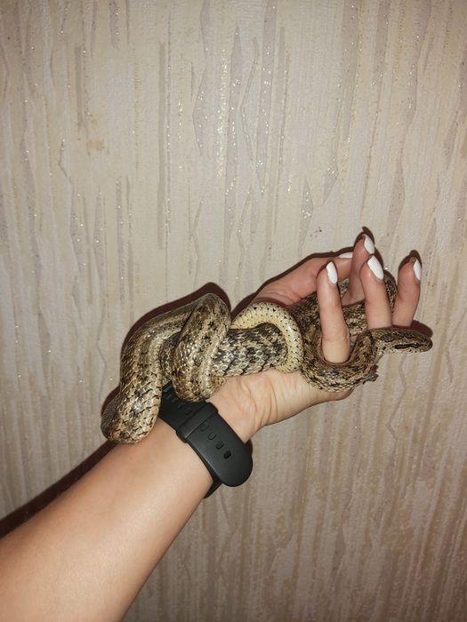 Разные виды змей